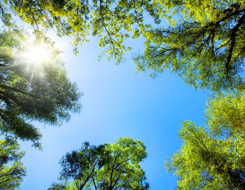 Wald mit Klimazertifikat